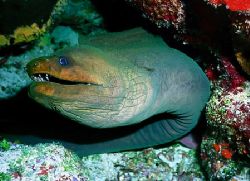 eels incredible and they can get so BIG!!!!!!!! by Michael Odonnell 